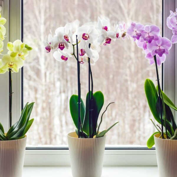 Gift Different Orchids For Different Occasions