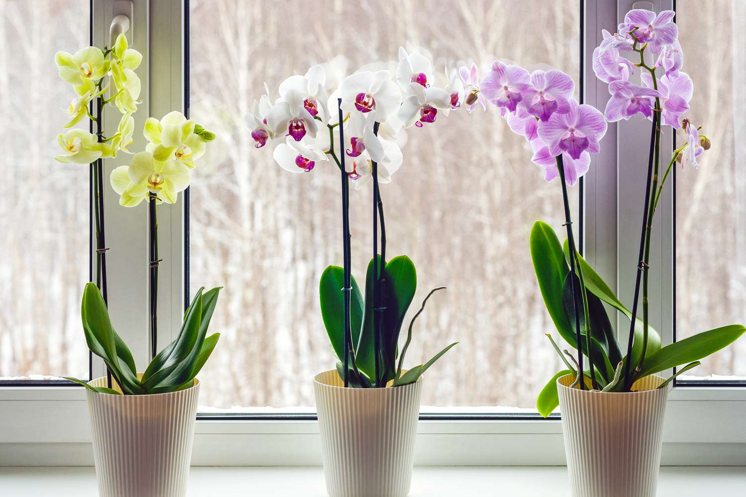 Gift Different Orchids For Different Occasions