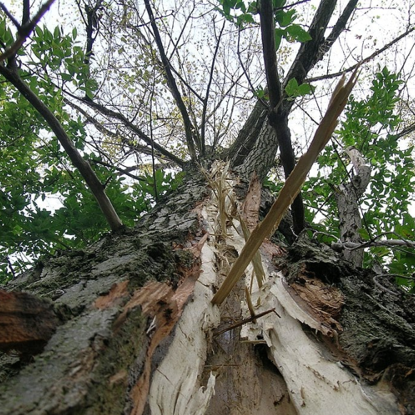 lightning struck tree