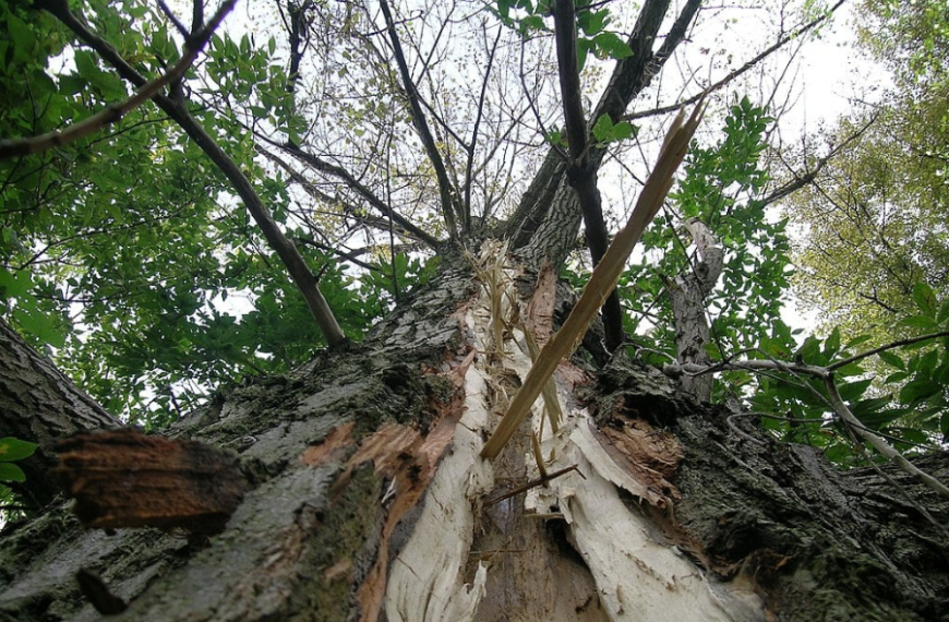 lightning struck tree