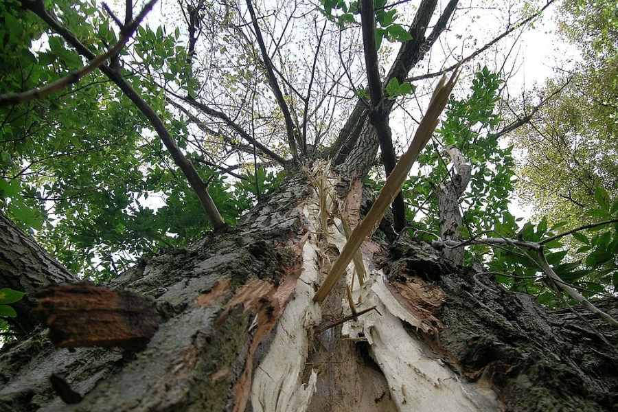 lightning struck tree